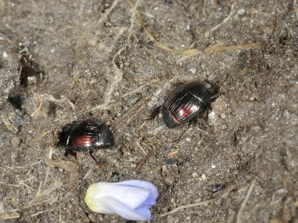 Margarinotus purpurascens in copula (Histeridae)